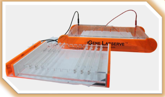 Gel Electrophoresis